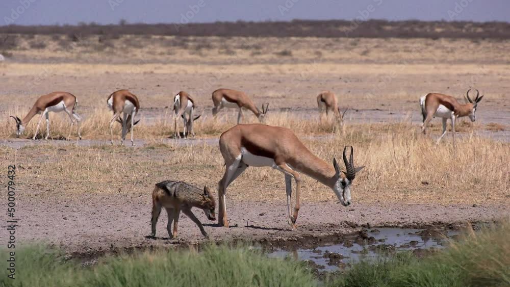 Springbok and Jackal at waterhole Springbok and Jackal at waterhole
