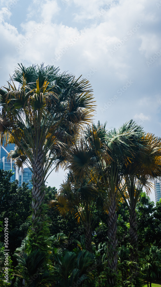 Fototapeta premium Asian palmyra palm or Borassus flabellifer in the city with cloudy blue sky