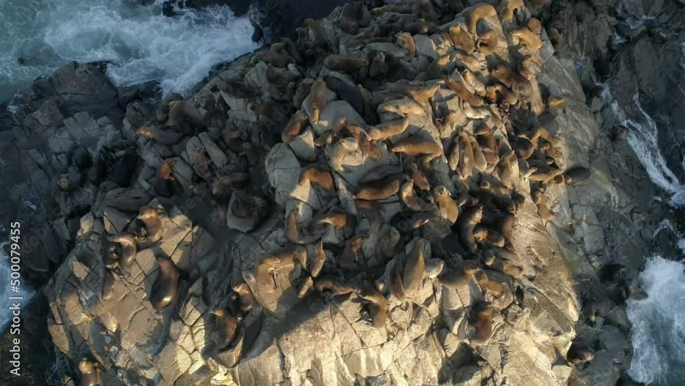Colony Of South American Sea Lions Resting On Coastal Cliffs Of Chile. Topdown Shot Colony Of South American Sea Lions Resting On Coastal Cliffs Of Chile. Topdown Shot