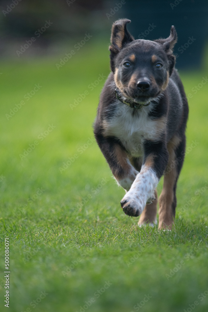 Border Collie puppy running in a field of grass Border Collie puppy running in a field of grass