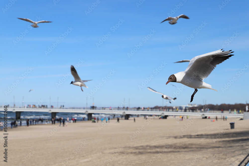 seagulls on the beach seagulls on the beach