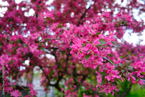 Light pink flowers of Sakura against blu sky. Shallow depth of field.