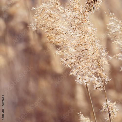 Dry reeds as beauty nature background, reed seeds close up. Abstract natural backdrop. Beautiful pattern with neutral colors. Minimal autumn scene, stylish, trend concept. Soft focus