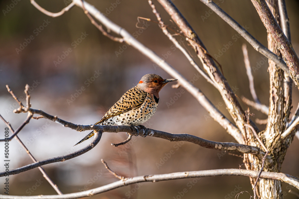 Northern Flicker on a branch