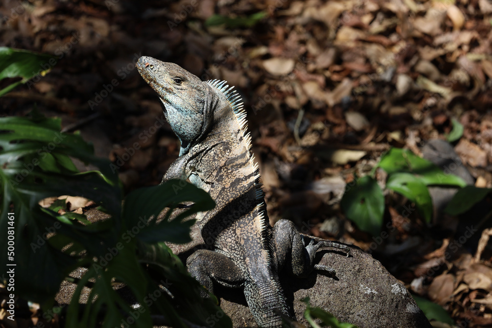 Obraz premium Black Iguana