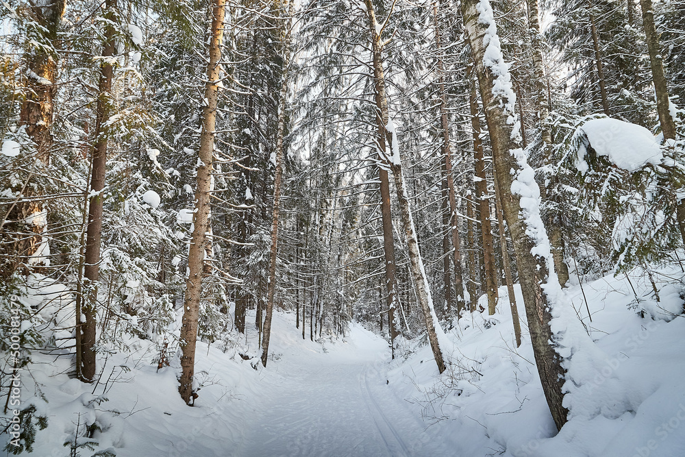 Fototapeta premium Forest covered with white snow on a cold winter day