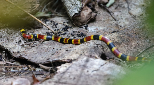 Costa Rican Coral Snake