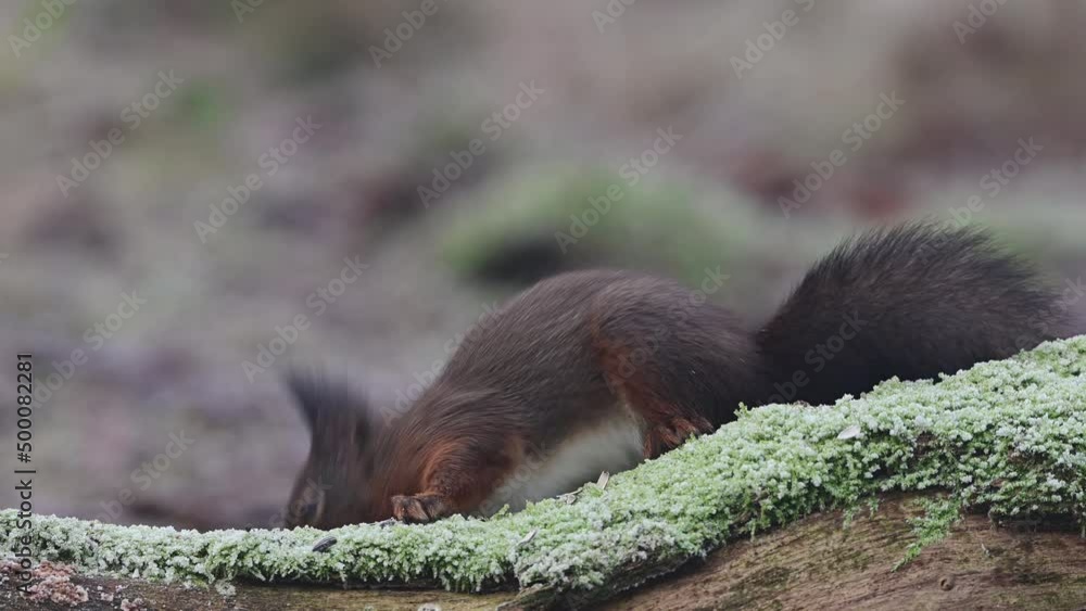 European red squirrel sitting on dead wood in hoarfrost looking for food, winter, north rhine westphalia, (sciurus vulgaris), germany European red squirrel sitting on dead wood in hoarfrost looking for food, winter, north rhine westphalia, (sciurus vulgaris), germany