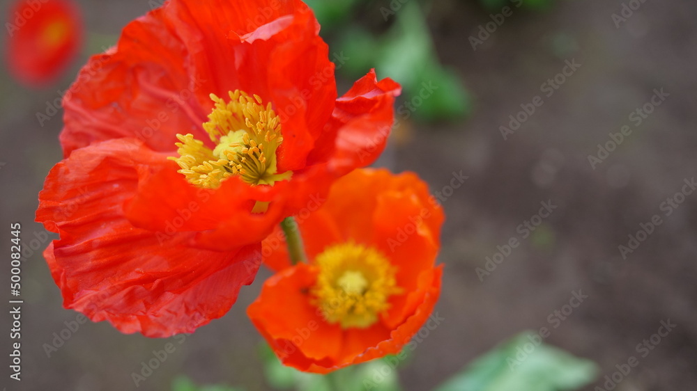 Fototapeta premium Japanese