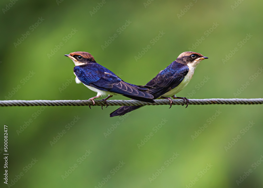Obraz premium Pair of Wire Tail Swallow on wire