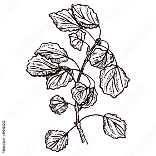 Foliage branch engraved in isolated white background. Vintage botanical twig with leaves in hand drawn style.