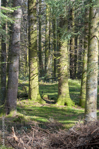 Fototapeta Naklejka Na Ścianę i Meble -  Troncs et mousses d'une forêt de sapin des Vosges