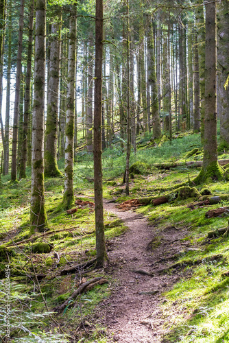 Sous bois de sapins dans la forêt des Vosges avec chemin de randonnée