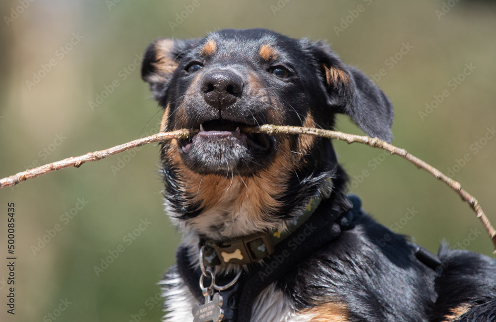 A Tri-colour Border Collie playing with a stick