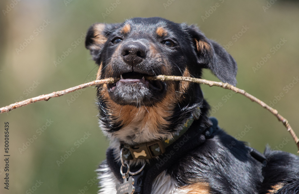 A Tri-colour Border Collie playing with a stick A Tri-colour Border Collie playing with a stick