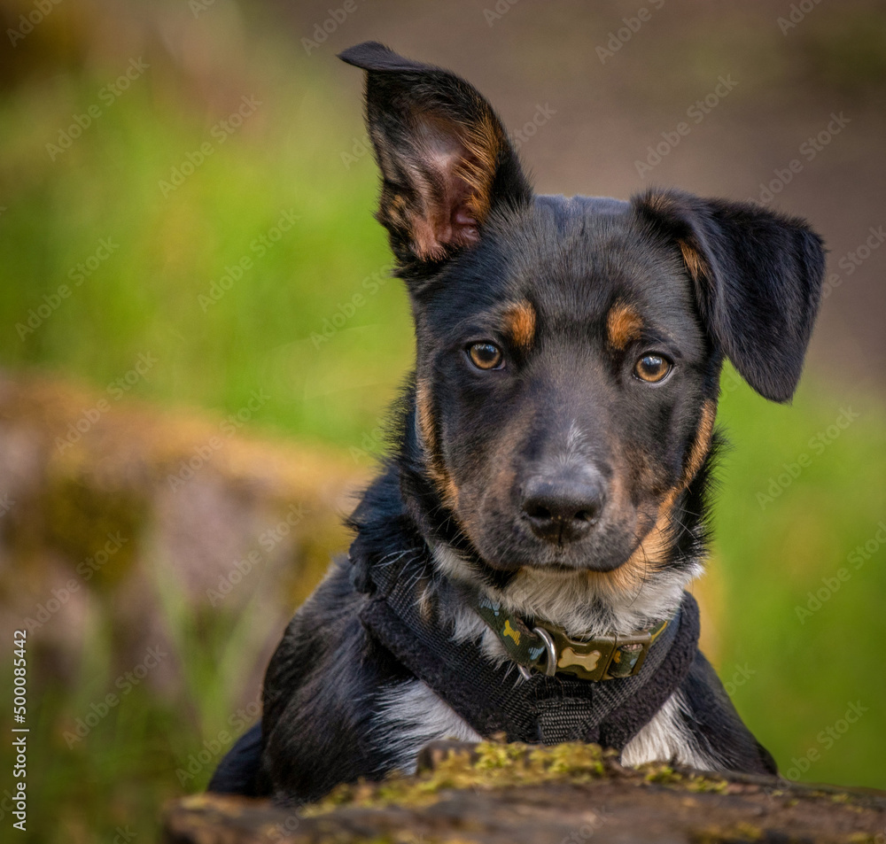 Fototapeta premium A close up of a Tri-colour Border Collie puppy