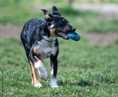 A Tri-colour Border Collie playing with his ball