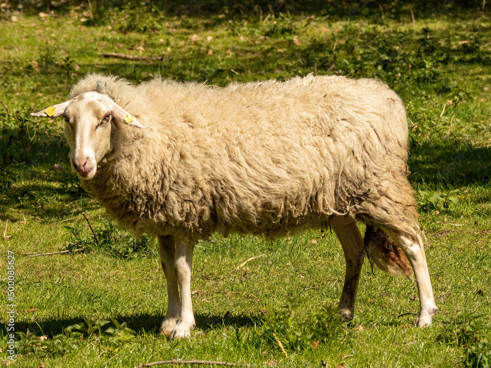 Fototapeta premium sheep in a field