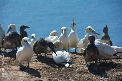 flock of seagulls © Kanjana