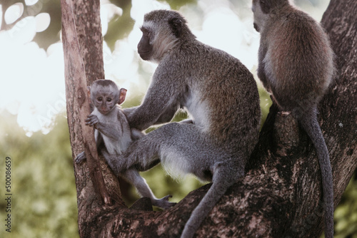 baby vervet monkey with mother  photo