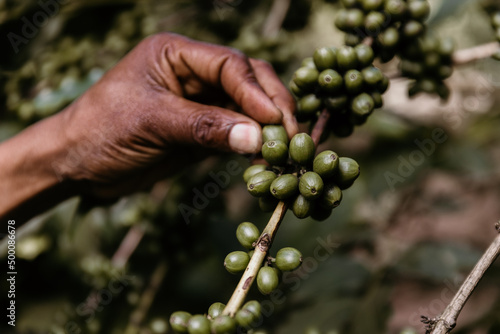 African man picking coffee berries closeup