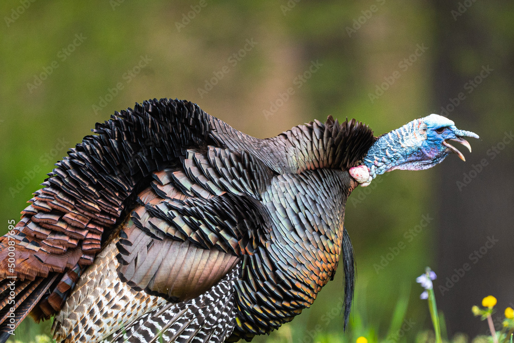 Obraz premium country in the forest