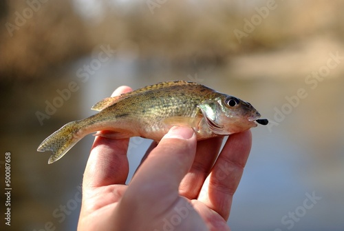Fototapeta Naklejka Na Ścianę i Meble -  Spring fishing on the river, catch.