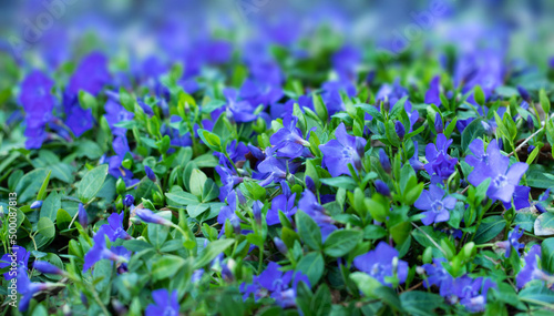 niebiesko fioletowe kwiaty, barwinek pospolity. Vinca minor