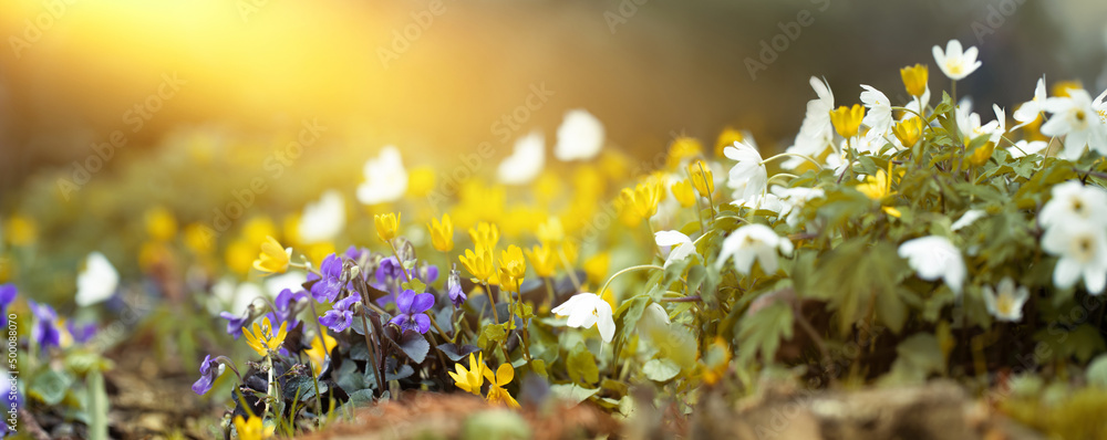 kwietna łąka z drobnymi wiosennymi kwiatami, grządka z wiosennymi dzikimi kwiatami w promieniach słońca - obrazy, fototapety, plakaty 