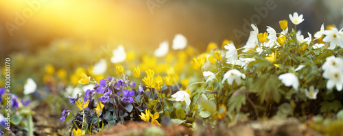 Fototapeta Naklejka Na Ścianę i Meble -  kwietna łąka z drobnymi wiosennymi kwiatami, grządka z wiosennymi dzikimi kwiatami w promieniach słońca