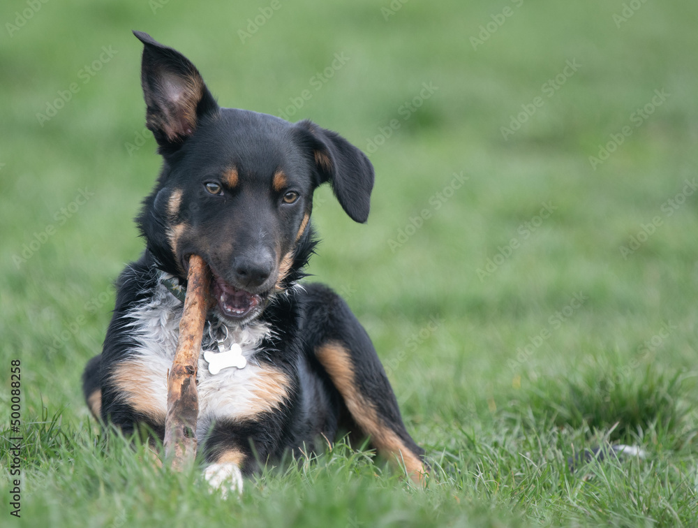 A Tri-colour Border Collie playing with a stick