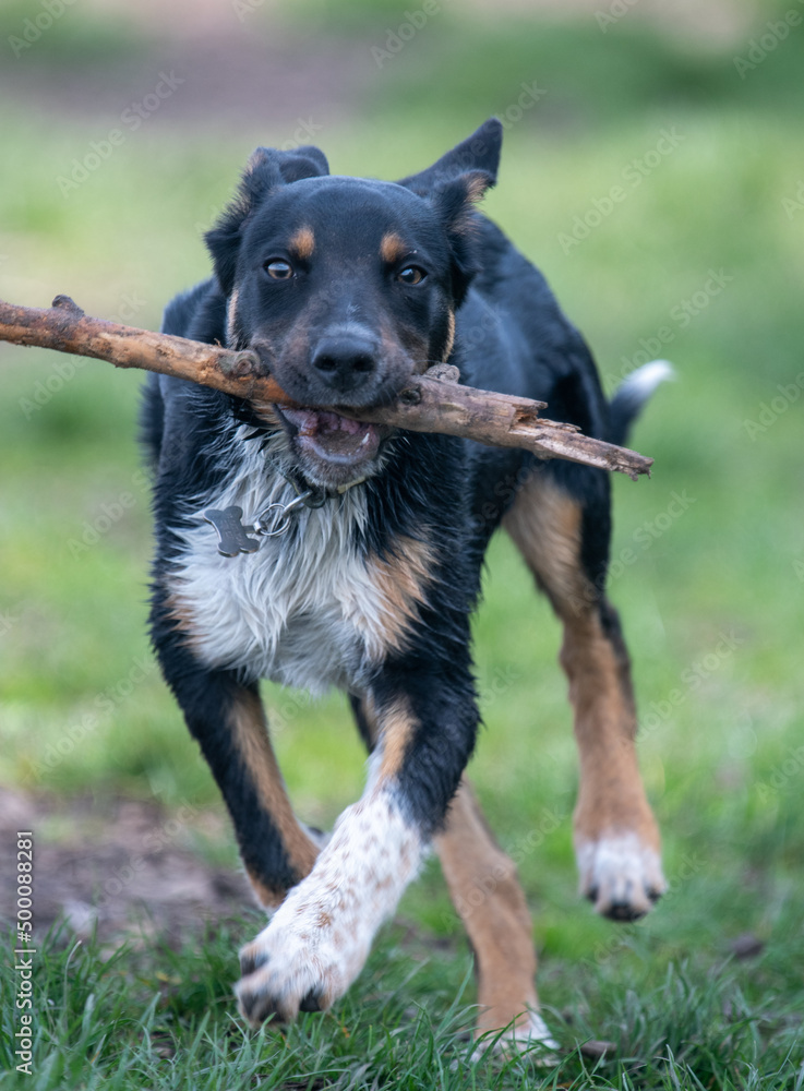 A Tri-colour Border Collie playing with a stick A Tri-colour Border Collie playing with a stick