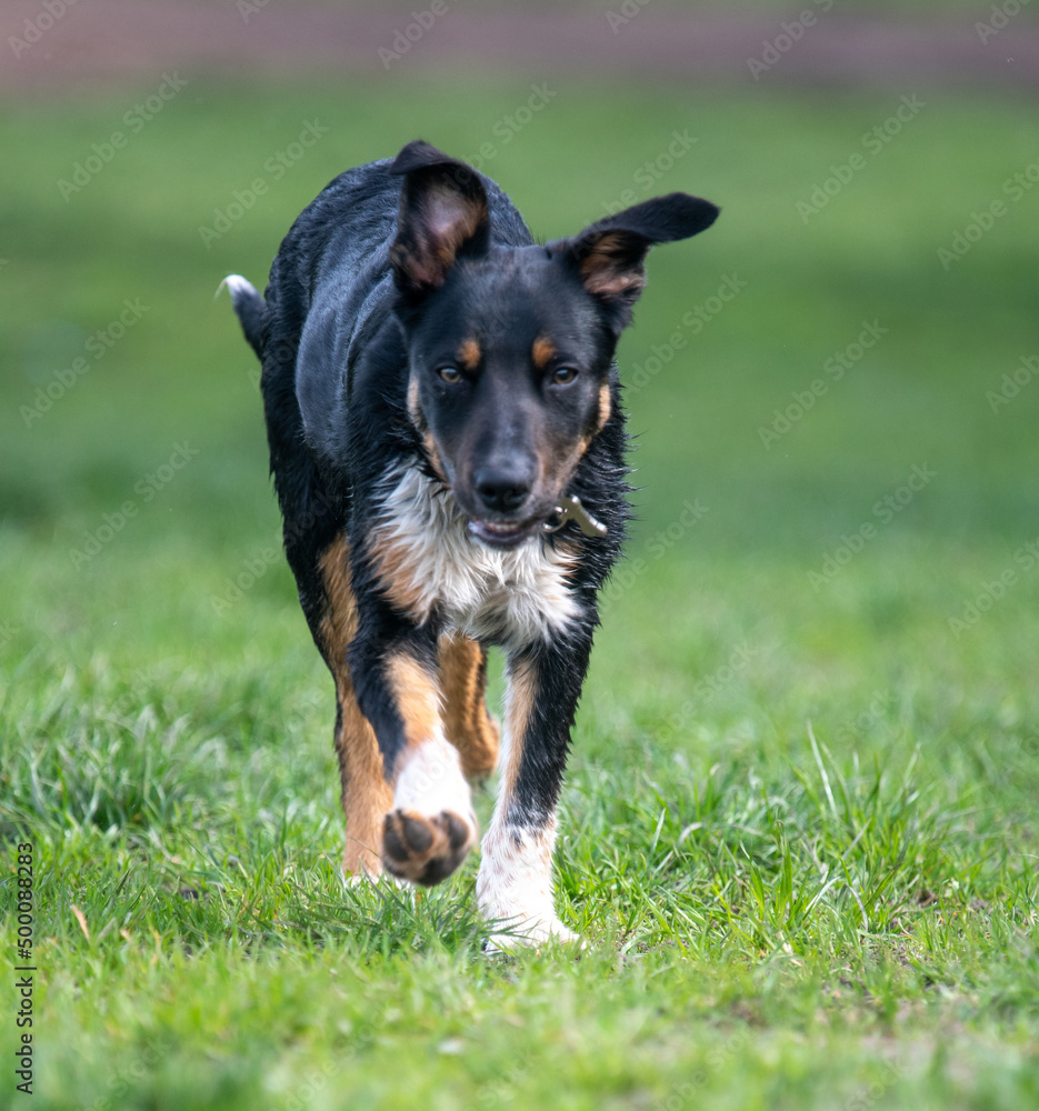 A Tri-colour Border Collie running off some energy A Tri-colour Border Collie running off some energy