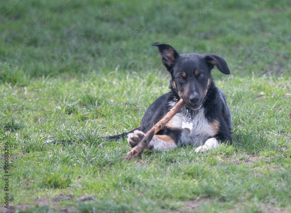 A Tri-colour Border Collie playing with a stick A Tri-colour Border Collie playing with a stick