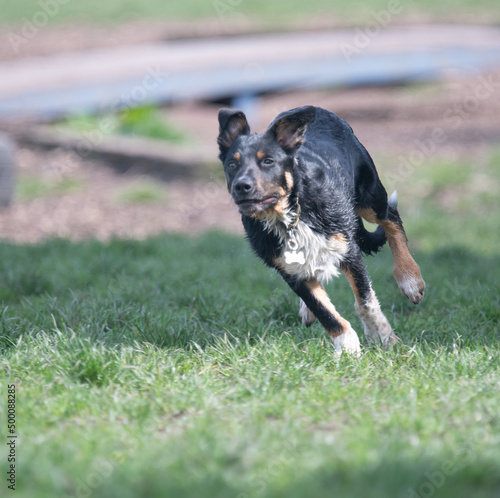 A Tri-colour Border Collie running off some energy