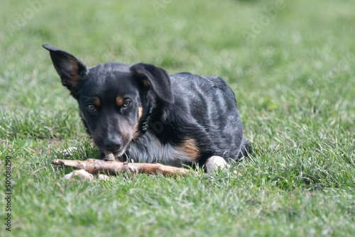 A Tri-colour Border Collie playing with a stick