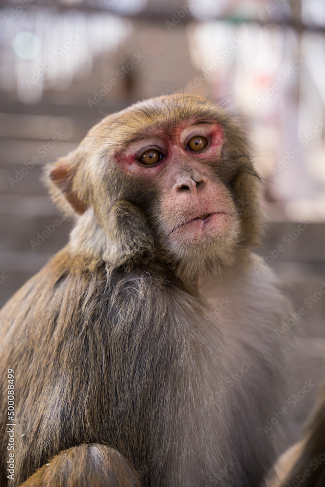 Portrait d'un singe macaque dans les rues de Katmandou au Népal Portrait d'un singe macaque dans les rues de Katmandou au Népal