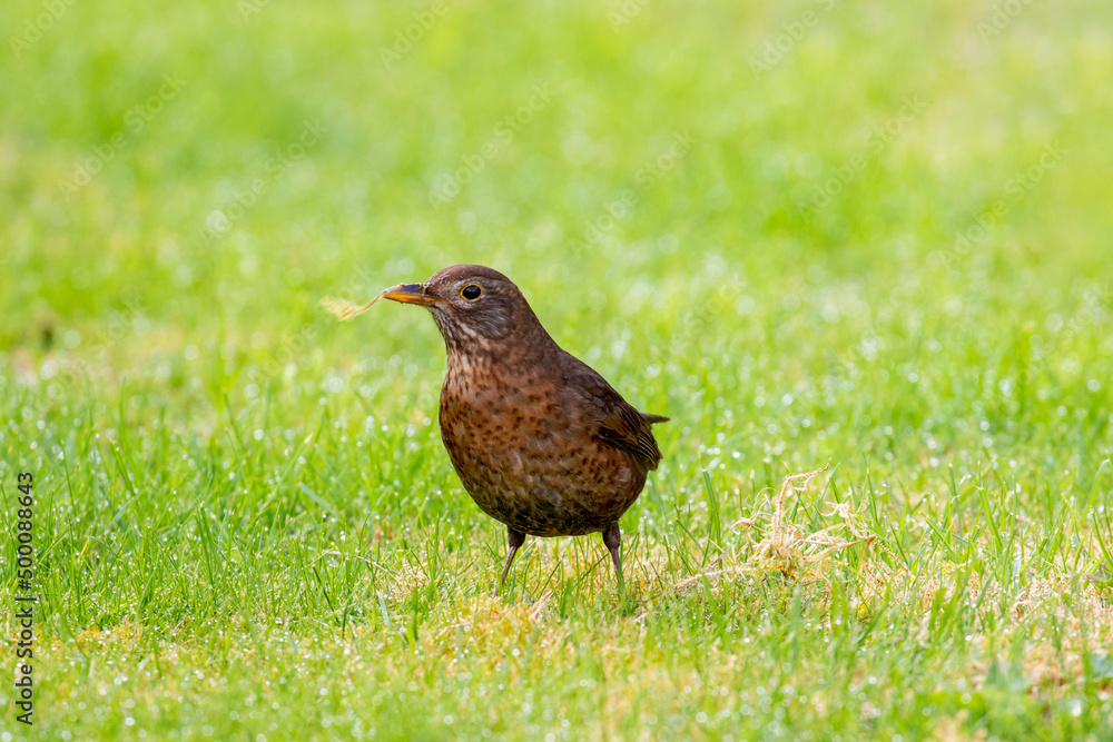 Female blackbird Female blackbird