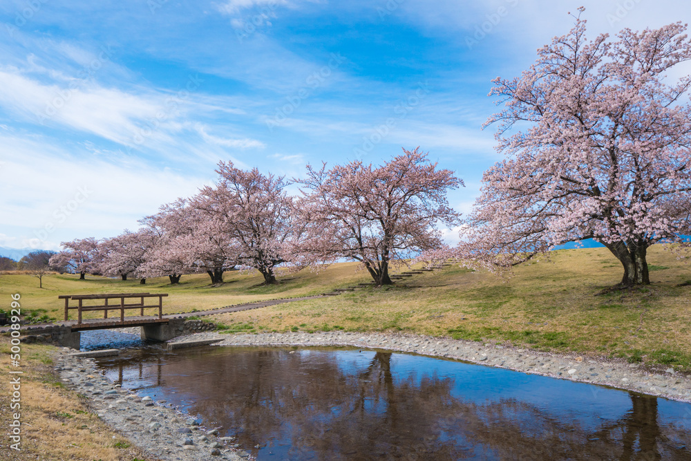 信玄堤公園の桜風景