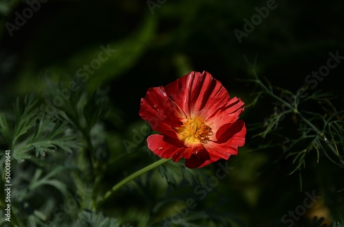 red poppy flower photo