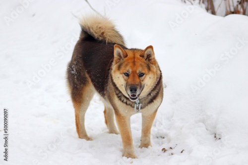 dog in snow © Мария Быкова