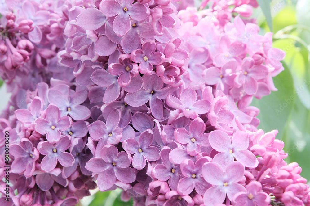 Lilac, flowers close-up. Nice background for your screensaver. Concept gardening