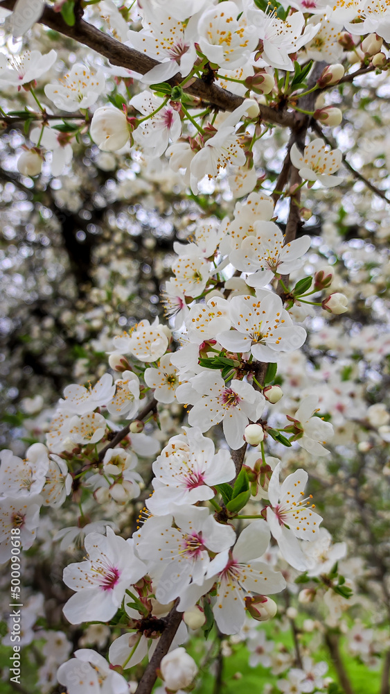 Flowering tree branches in spring.