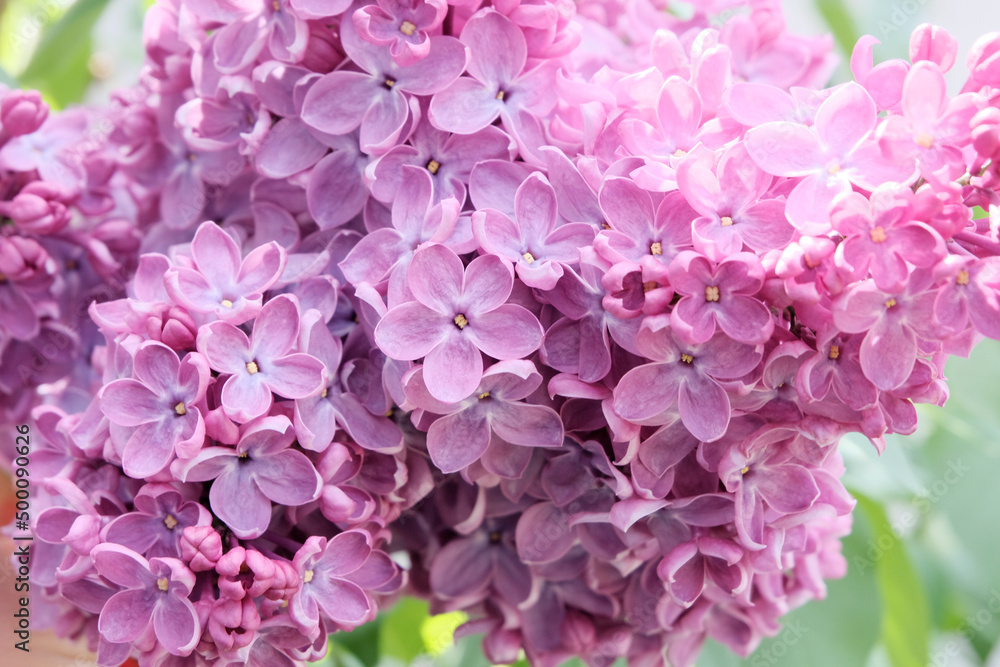 Obraz premium Lilac, flowers close-up. Nice background for your screensaver. Concept gardening