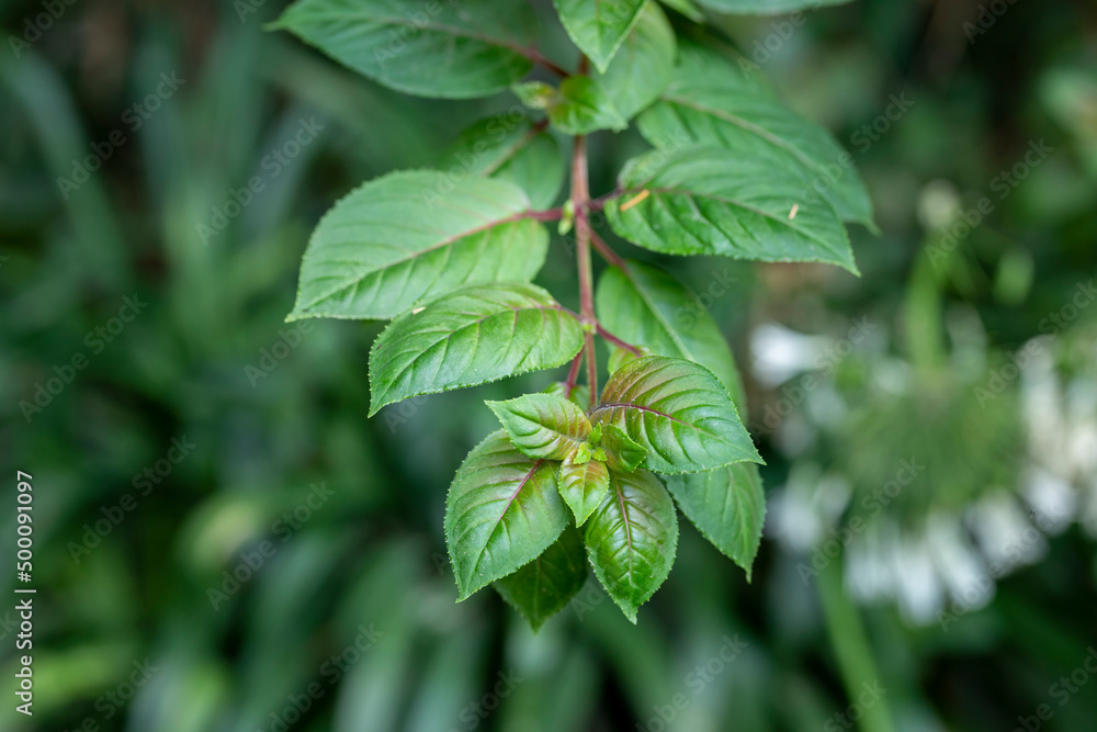Close up of attractive green leaves as a wallpaper. nature background Close up of attractive green leaves as a wallpaper. nature background