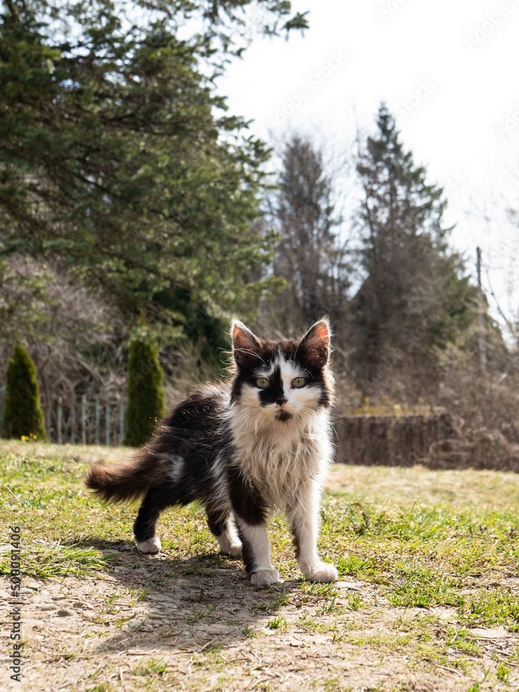 Cat on the street spring summer