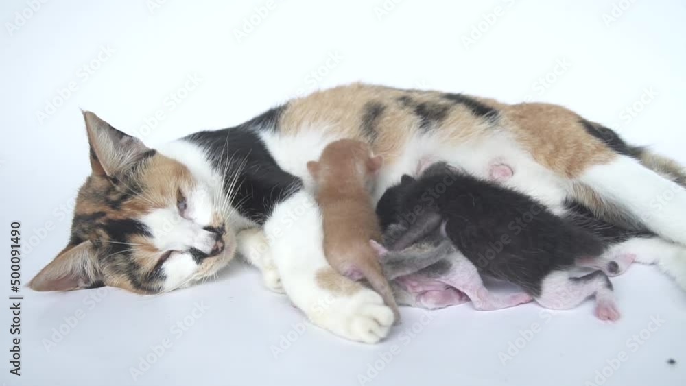 Striped female cat is breastfeeding a few days old kitten, very cute and adorable Striped female cat is breastfeeding a few days old kitten, very cute and adorable