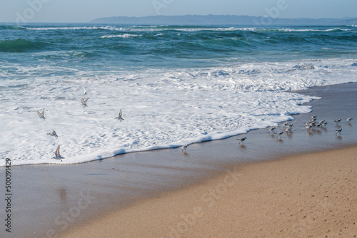 Fototapeta Naklejka Na Ścianę i Meble -  Seascape and flock of plover birds on the beach in sunny day