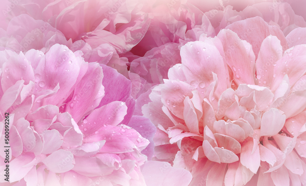 Flowers pink peonies. Floral vspring background. Petals peonies. Close-up. Nature. Flowers pink peonies. Floral vspring background. Petals peonies. Close-up. Nature.
