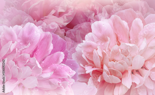 Flowers  pink  peonies.  Floral vspring  background. Petals peonies. Close-up. Nature. © nadezhda F